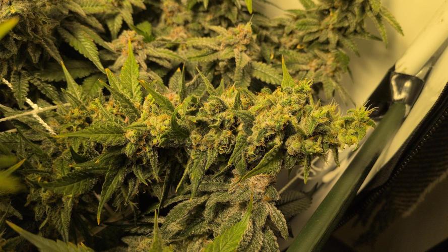 Winter Wonderland. Week 21 - 19.3 F69 Guawi