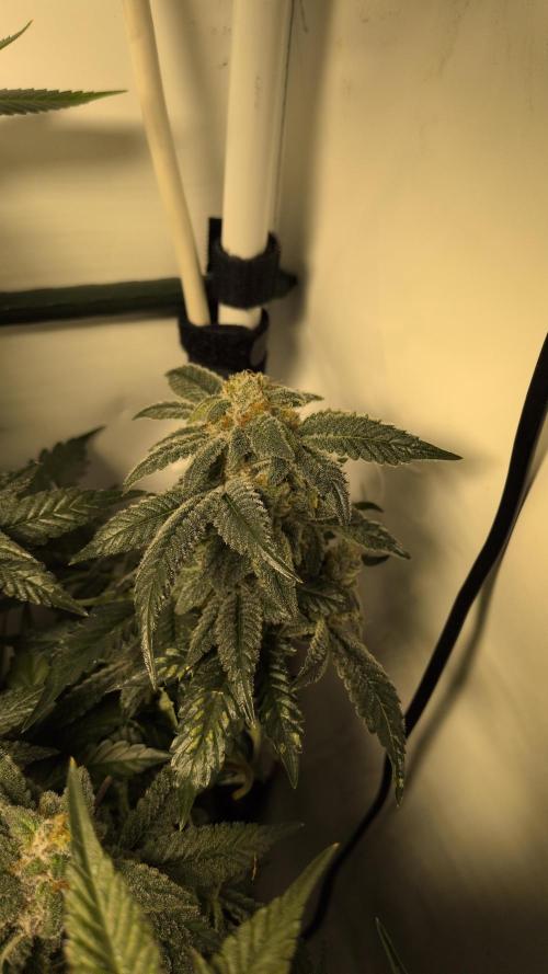 Winter Wonderland. Week 21 - 19.3 F69 Cali Octane #10