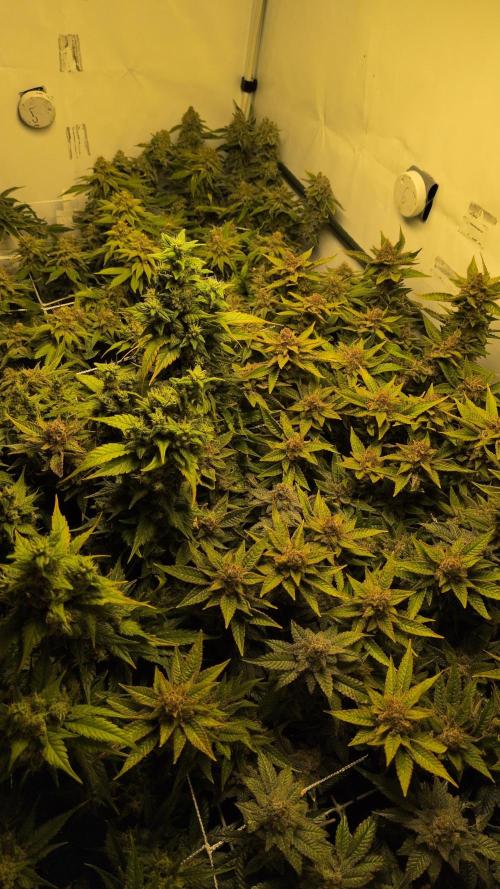 Winter Wonderland. Week 21 - 19.3 F69 Guawi on left, Space Monkey on right