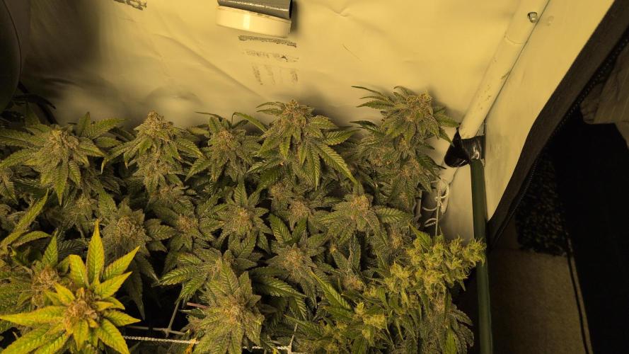 Winter Wonderland. Week 21 - 19.3 F69 California Octane #10