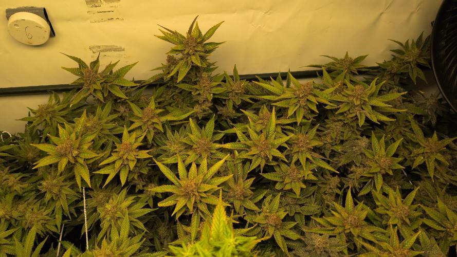 Winter Wonderland. Week 21 - 19.3 F69 Space Monkey