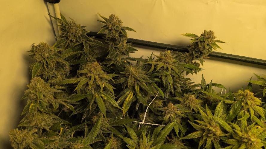 Winter Wonderland. Week 21 - 19.3 F69