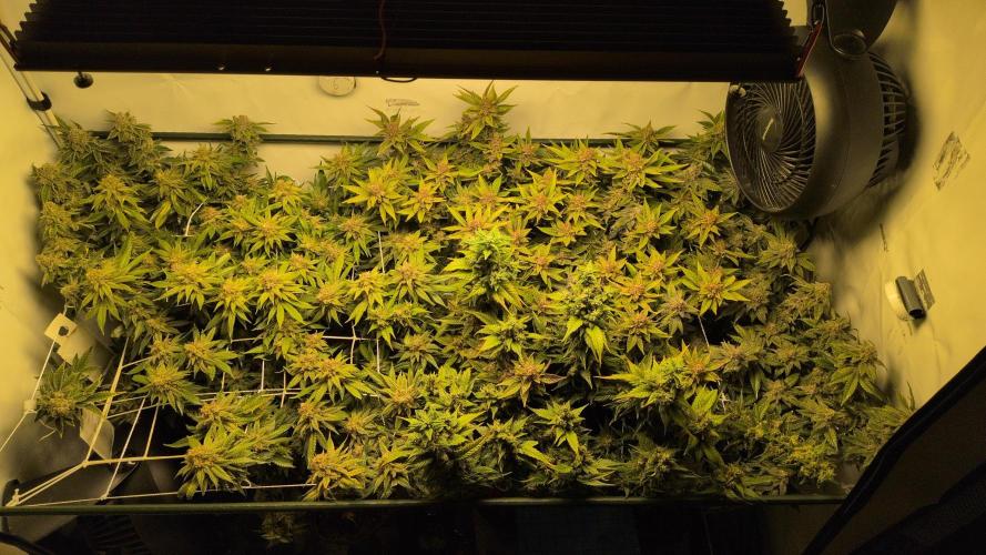 Winter Wonderland. Week 21 - 19.3 F69