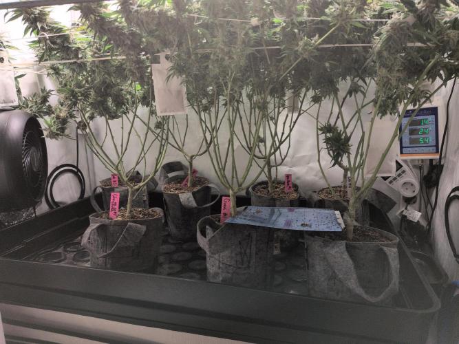 Winter Wonderland. Week 21 - 19.3 F69