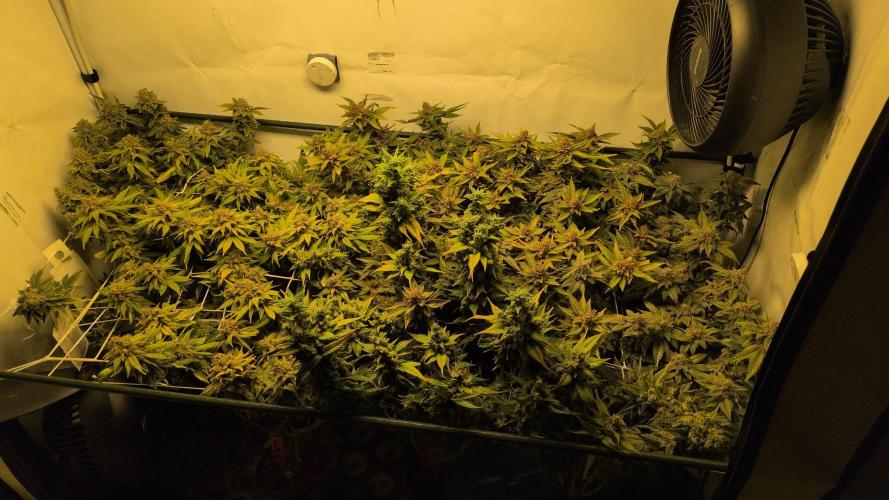 Winter Wonderland. Week 23 - 28.3 | F78