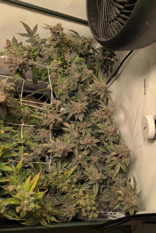 Winter Wonderland. Week 24 - 7.4 | F87