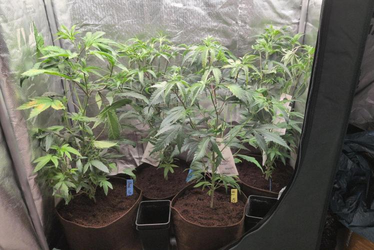 Jelly Weed and Fem Seeds - Making of. Week 1 - All 4 plants in veg, just transplanted into 3gal fabric pots