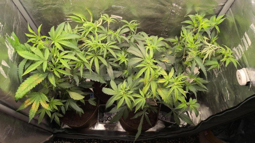 Jelly Weed and Fem Seeds - Making of. Week 1 - All 4 plants in veg, just transplanted into 3gal fabric pots