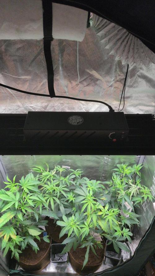 Jelly Weed and Fem Seeds - Making of. Week 1 - All 4 plants in veg, just transplanted into 3gal fabric pots