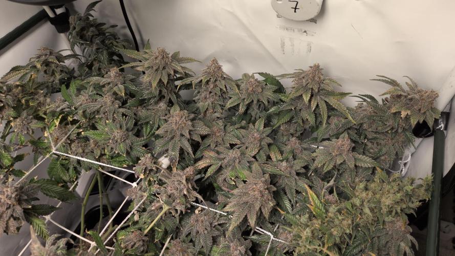 Winter Wonderland. Week 25 - 10.4 | F90