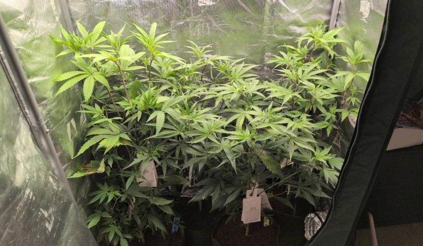 Jelly Weed and Fem Seeds - Making of. Week 2