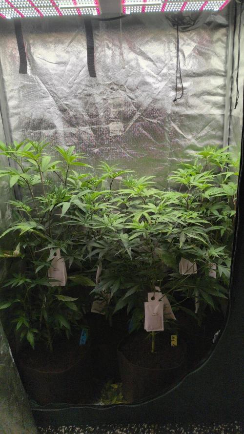 Jelly Weed and Fem Seeds - Making of. Week 2