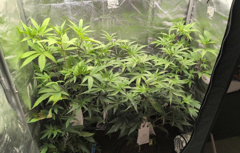 Jelly Weed and Fem Seeds - Making of. Week 2
