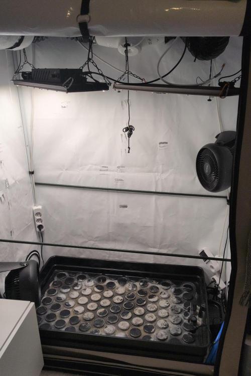 Jelly Weed and Fem Seeds - Making of. Week 2 - 17.4