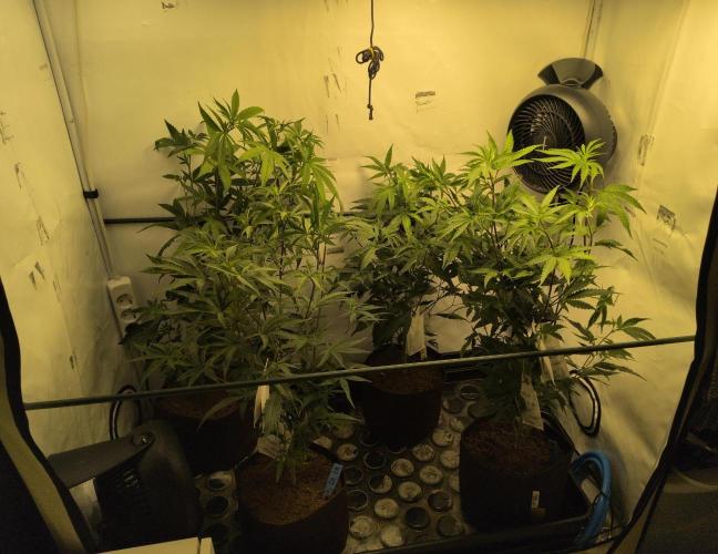Jelly Weed and Fem Seeds - Making of. Week 2 - 17.4