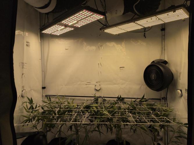 Jelly Weed and Fem Seeds - Making of. Week 2 - 17.4
