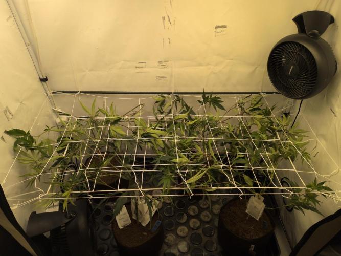Jelly Weed and Fem Seeds - Making of. Week 2 - 17.4