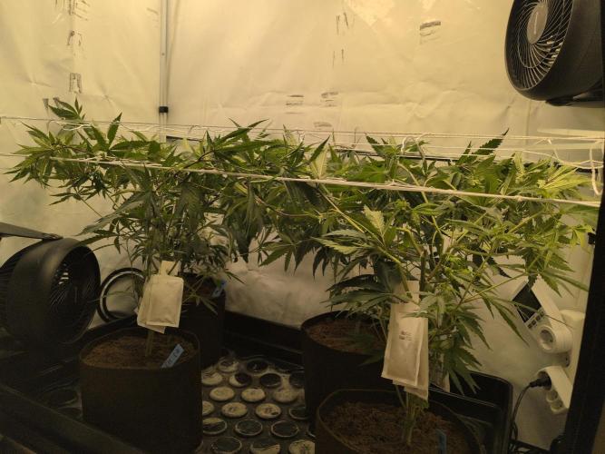 Jelly Weed and Fem Seeds - Making of. Week 2 - 17.4