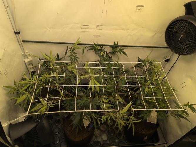 Jelly Weed and Fem Seeds - Making of. Week 2 - 17.4