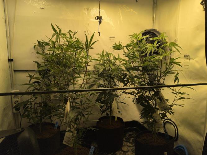 Jelly Weed and Fem Seeds - Making of. Week 2 - 17.4