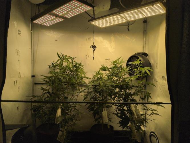 Jelly Weed and Fem Seeds - Making of. Week 2 - 17.4