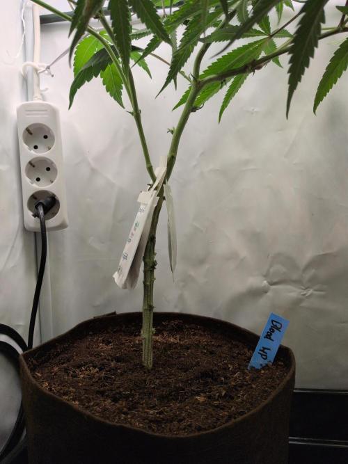 Jelly Weed and Fem Seeds - Making of. Week 3 - 22.4 | F5