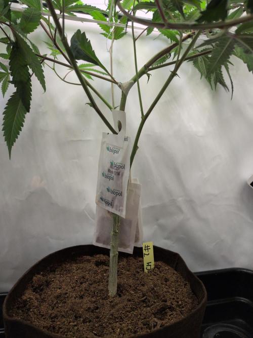 Jelly Weed and Fem Seeds - Making of. Week 3 - 22.4 | F5