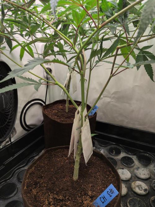 Jelly Weed and Fem Seeds - Making of. Week 3 - 22.4 | F5