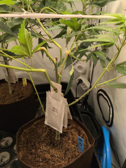 Jelly Weed and Fem Seeds - Making of. Week 3 - 22.4 | F5