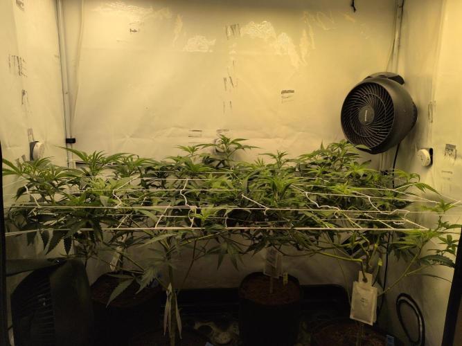 Jelly Weed and Fem Seeds - Making of. Week 3 - 22.4 | F5