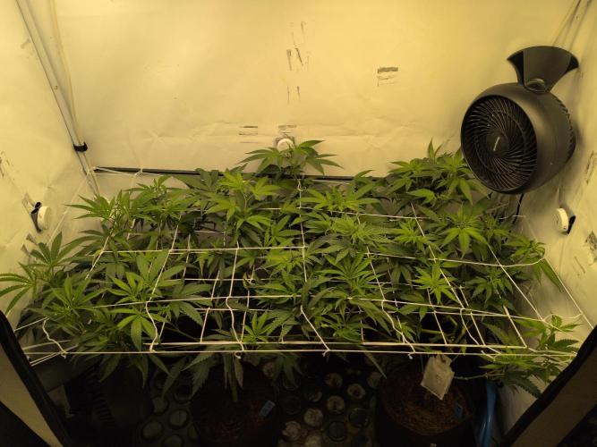 Jelly Weed and Fem Seeds - Making of. Week 3 - 22.4 | F5