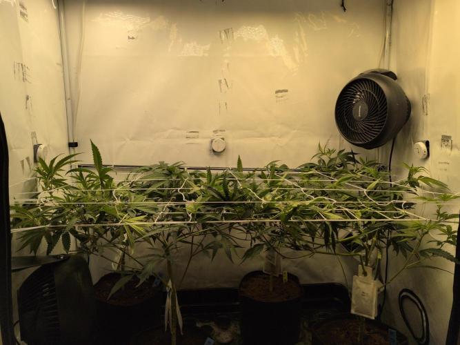 Jelly Weed and Fem Seeds - Making of. Week 3 - 22.4 | F5
