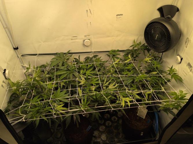 Jelly Weed and Fem Seeds - Making of. Week 3 - 22.4 | F5