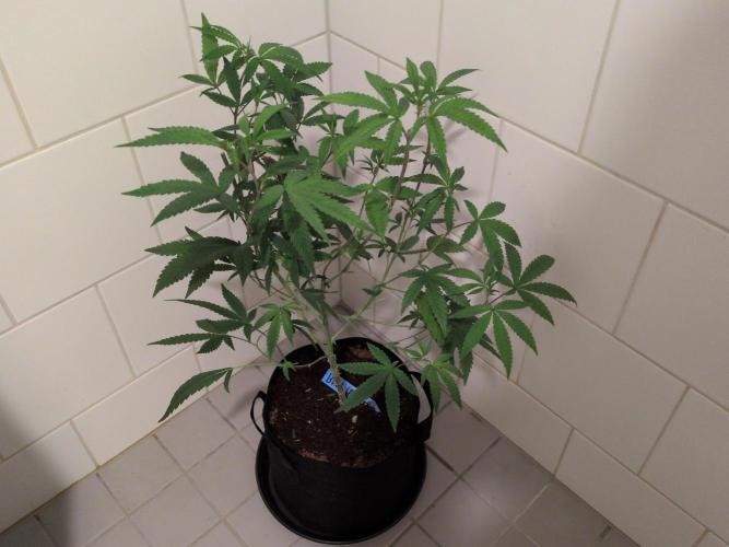 Jelly Weed and Fem Seeds - Making of. Week 3 - Dragons Blood Hashplant - Pollen donor plant