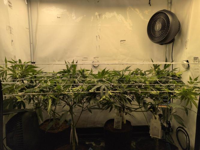Jelly Weed and Fem Seeds - Making of. Week 4 - 25.4 | F8