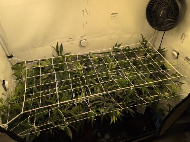 Jelly Weed and Fem Seeds - Making of. Week 4 - 25.4 | F8