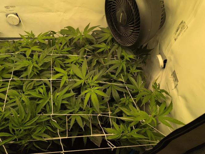 Jelly Weed and Fem Seeds - Making of. Week 4 - 25.4 | F8