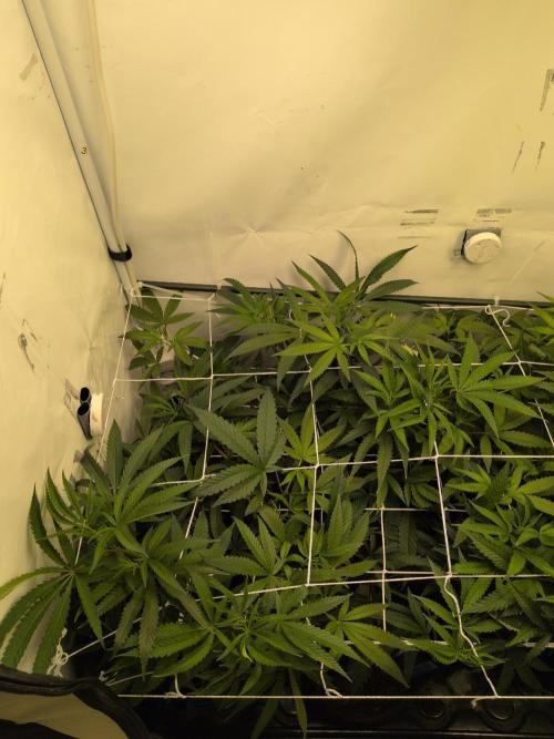Jelly Weed and Fem Seeds - Making of. Week 4 - 25.4 | F8