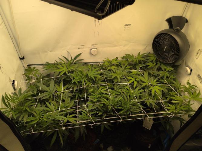 Jelly Weed and Fem Seeds - Making of. Week 4 - 25.4 | F8