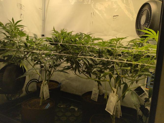 Jelly Weed and Fem Seeds - Making of. Week 4 - 25.4 | F8