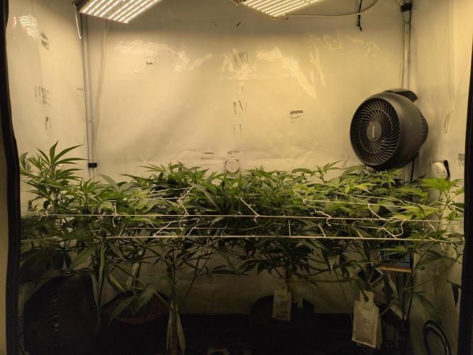 Jelly Weed and Fem Seeds - Making of. Week 4 - 25.4 | F8