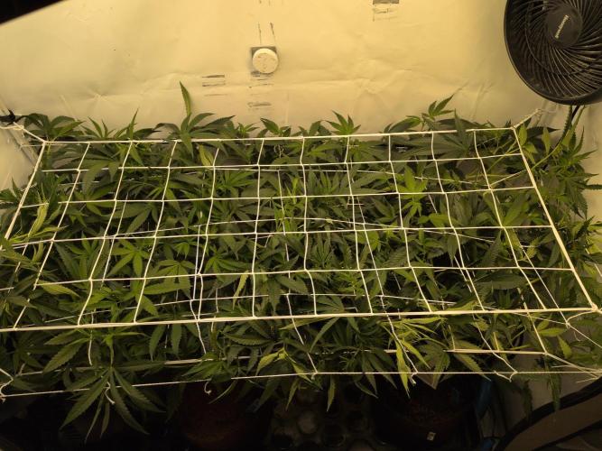 Jelly Weed and Fem Seeds - Making of. Week 4 - 28.4 | F11