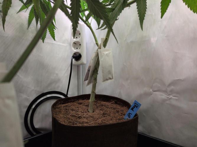 Jelly Weed and Fem Seeds - Making of. Week 4 - 28.4 | F11