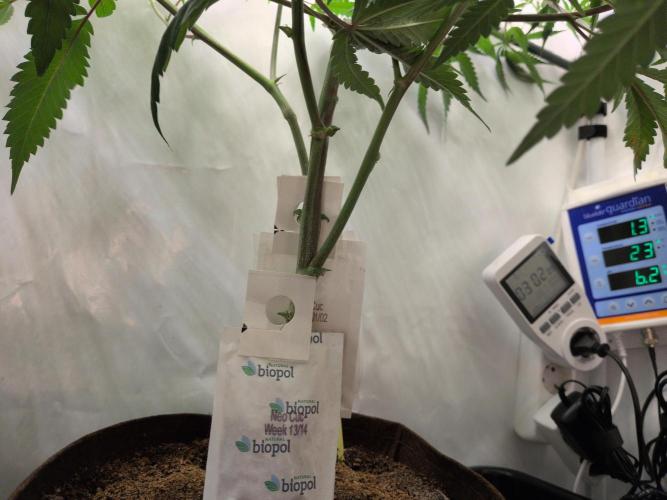 Jelly Weed and Fem Seeds - Making of. Week 4 - 28.4 | F11