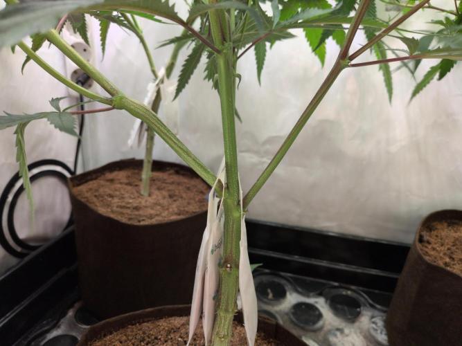 Jelly Weed and Fem Seeds - Making of. Week 4 - 28.4 | F11