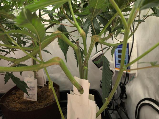 Jelly Weed and Fem Seeds - Making of. Week 4 - 28.4 | F11