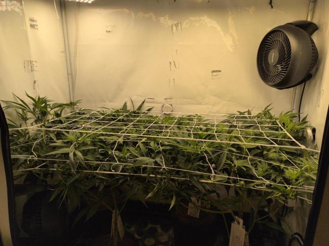 Jelly Weed and Fem Seeds - Making of. Week 4 - 28.4 | F11