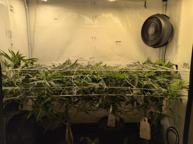 Jelly Weed and Fem Seeds - Making of. Week 4 - 28.4 | F11
