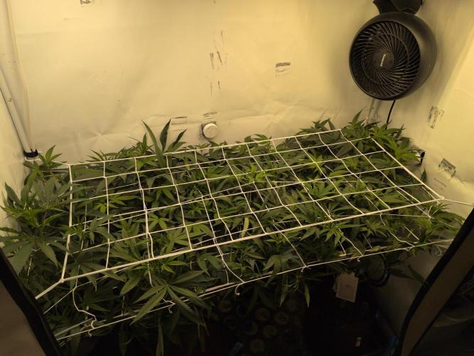 Jelly Weed and Fem Seeds - Making of. Week 4 - 28.4 | F11