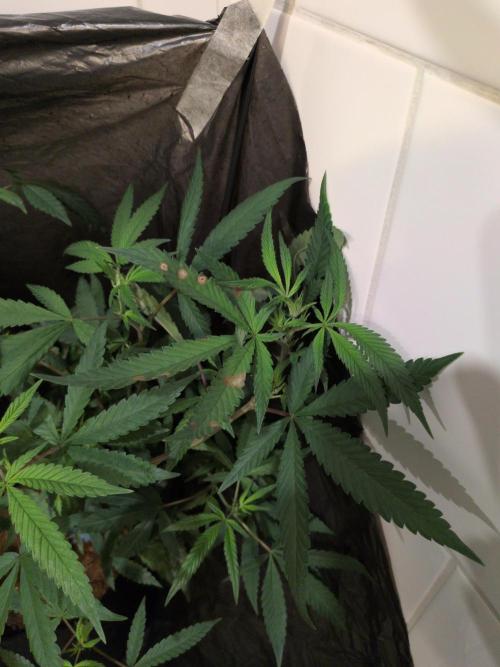 Jelly Weed and Fem Seeds - Making of. Week 4 - Dragons Blood Hashplant is starting to get some speckles on top of the leaves